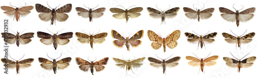 The world most popular moths the stores and home pests isolated in high resolution. Names in EXIF properties © Tomasz