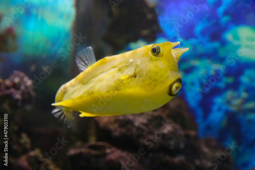Fish under water, yellow trunk cow fish: lactoria cornuta, blurred background