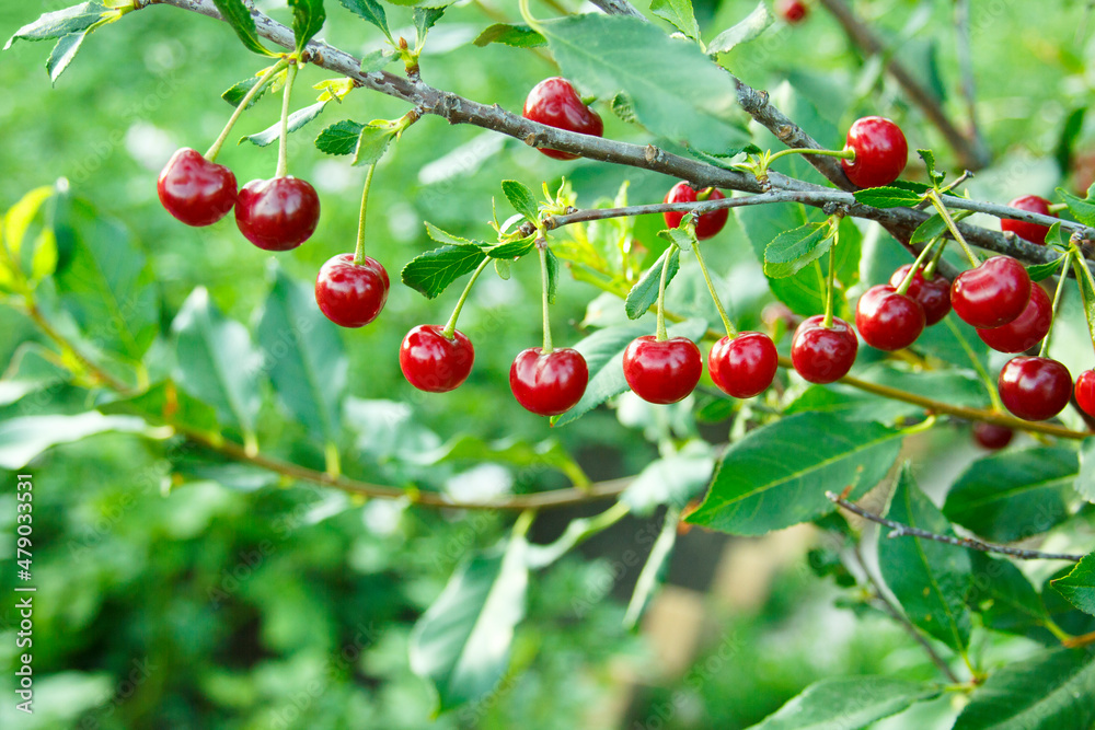 Cherry branch. Red ripe berries on the cherry tree. Green nature background