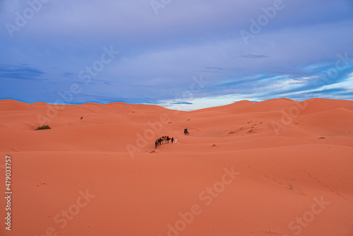 Male guide leads camels caravan with tourists going through the sand in sahara desert, Tourists are riding camels in desert