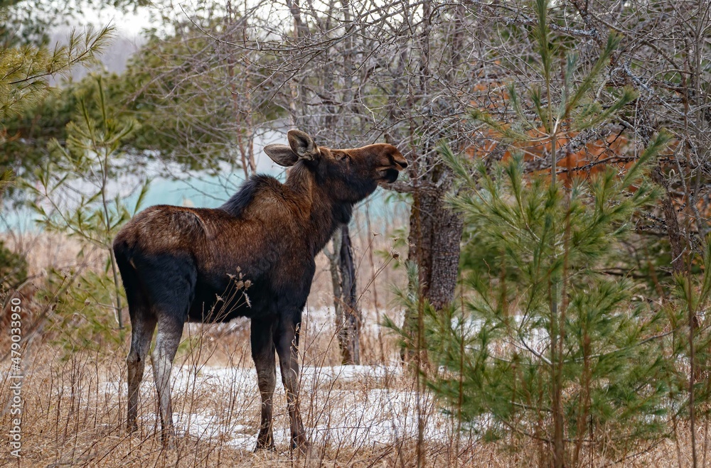 Naklejka premium Young female moose foraging 