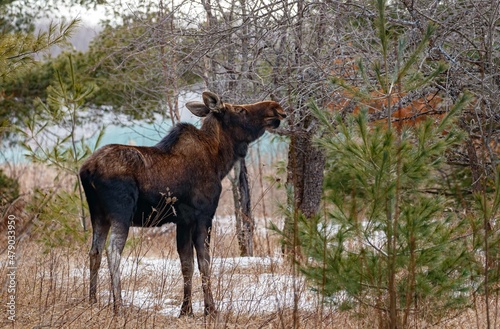 Young female moose foraging 