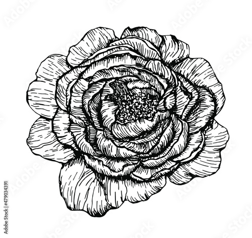 Hand drawn vector peony element on vintage line art style for decor, scrapbooking and decoupage 