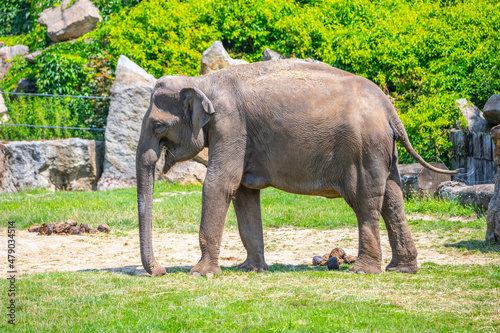 Indian elephant in the zoo