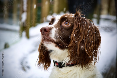 Obraz na płótnie Springer spaniel in the snow