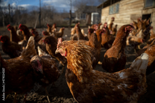 Red laying hens in the yard. Selective focus.