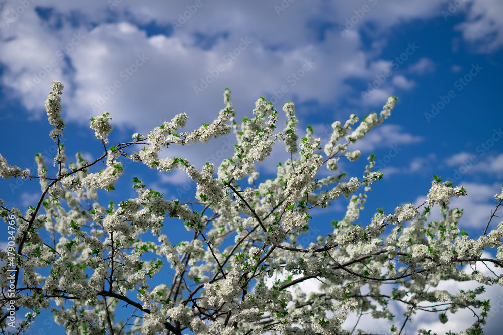 Blooming cherry tree in the spring garden against blue sky. Close up of white flowers on a tree. Spring background