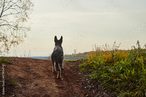 Dog German Shepherd by the water on the cliff in an autumn day