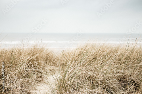 Grass at sea and dunes