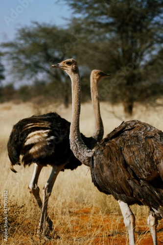 Ostriches in Namibia