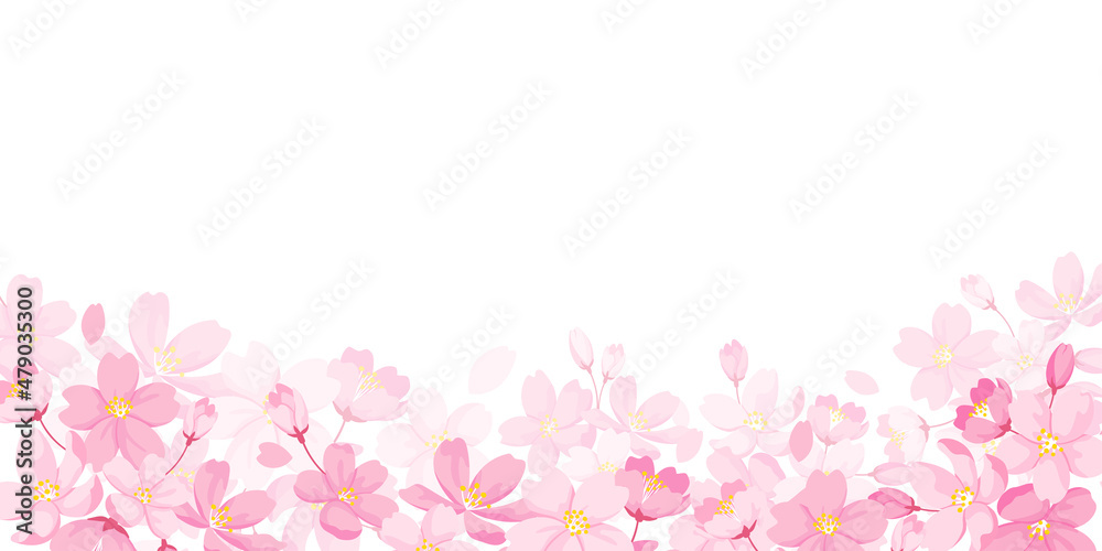 桜の花イラスト背景素材　白背景にコピースペース