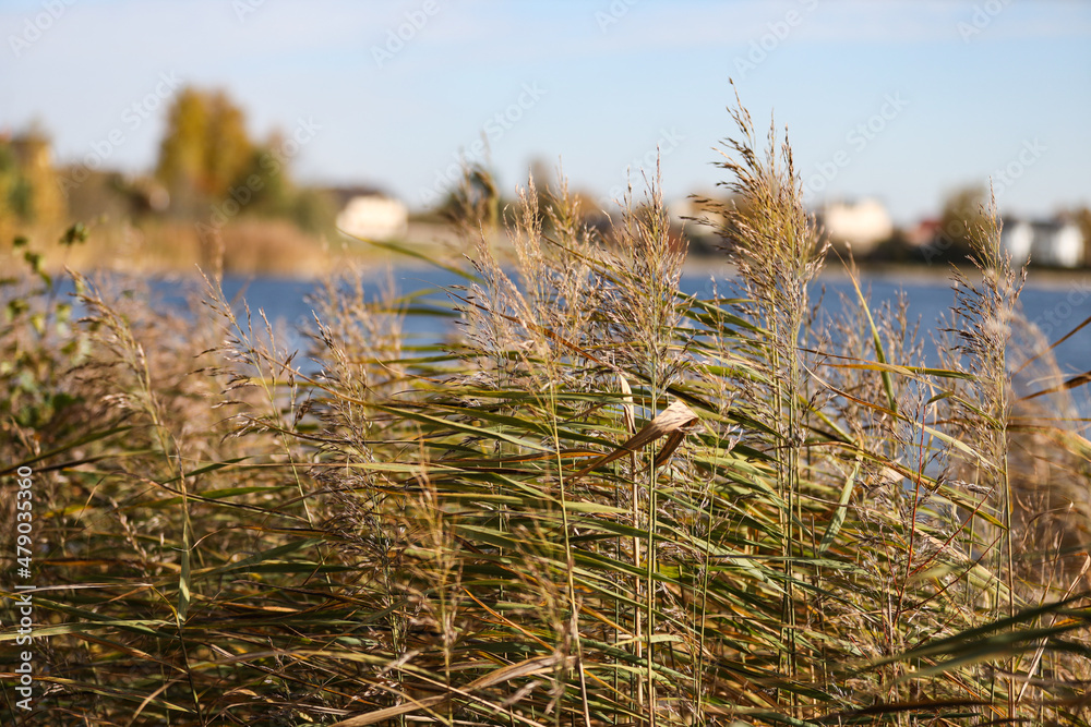 Obraz premium Natural close-up photo of seagrass growing near lake.