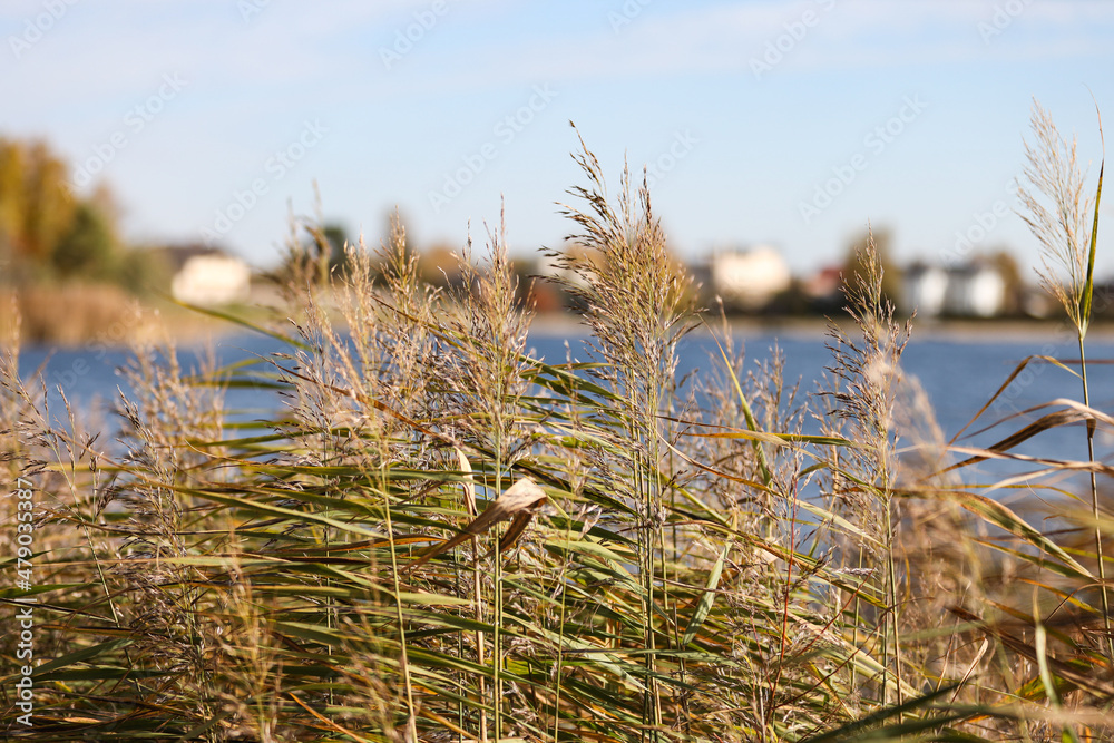 Natural close-up photo of seagrass growing near lake. Natural close-up photo of seagrass growing near lake.