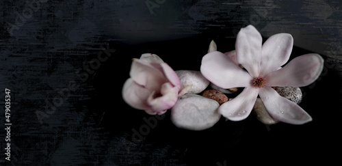 beautiful pink magnolia flower in water  smooth white stones  concept of wellness spa treatments for the beauty of mind and body  massage  zen stone in the pool of serenity