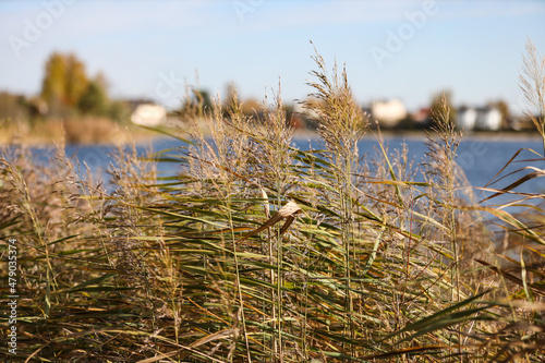 Fototapeta Naklejka Na Ścianę i Meble -  Natural close-up photo of seagrass growing near lake.