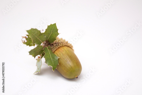 Green acorn on a white background