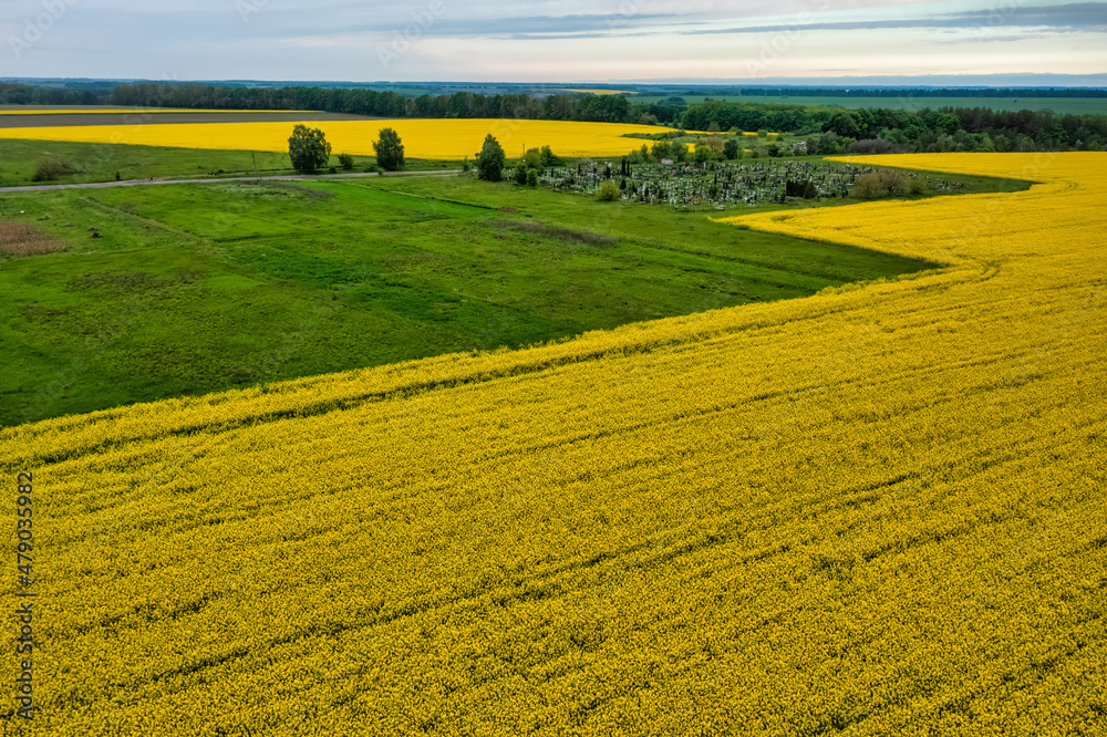 Aerial view of colorful rapeseed field in spring with blue sky. Concept, nature, fresh air, harvest