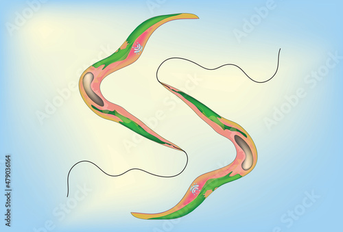 Fotografie Biological of species of unicellular protist in the phylum Ciliophora