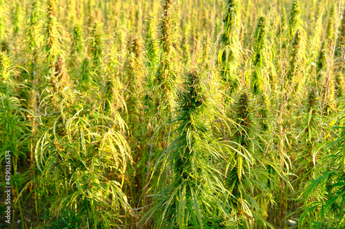 green cannabis plants growing in medical cannabis fields in Germany, medical marijuana legalization concept, cannabidiol, tetrahydrocannabinol production, CBD, drug trafficking, drug addiction
