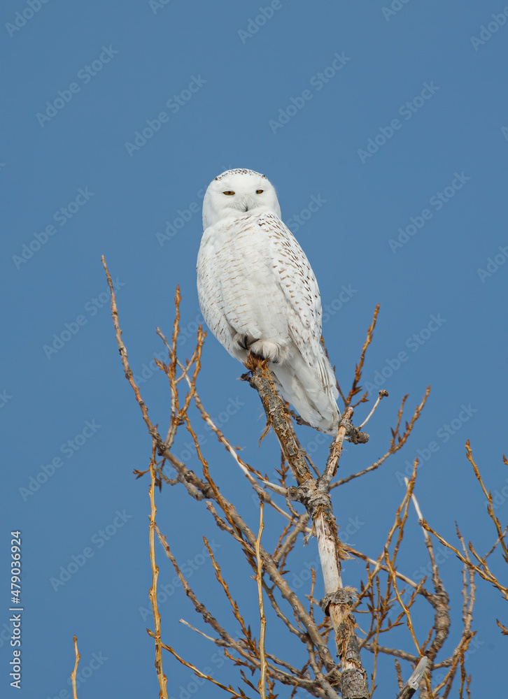 Obraz premium snowy owl in winter snow