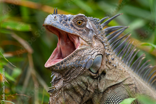 Grüner Leguan (Iguana iguana) in Costa Rica photo