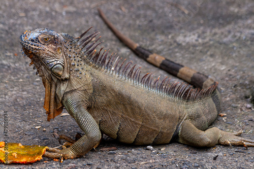 Gr  ner Leguan  Iguana iguana  in Costa Rica