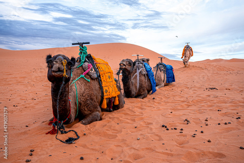 Foto Caravan camels resting on sand in sahara desert against sky, Bedouin camels with