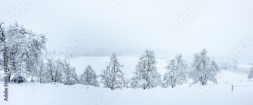 Verschneite Apfelbäume am Bodensee
