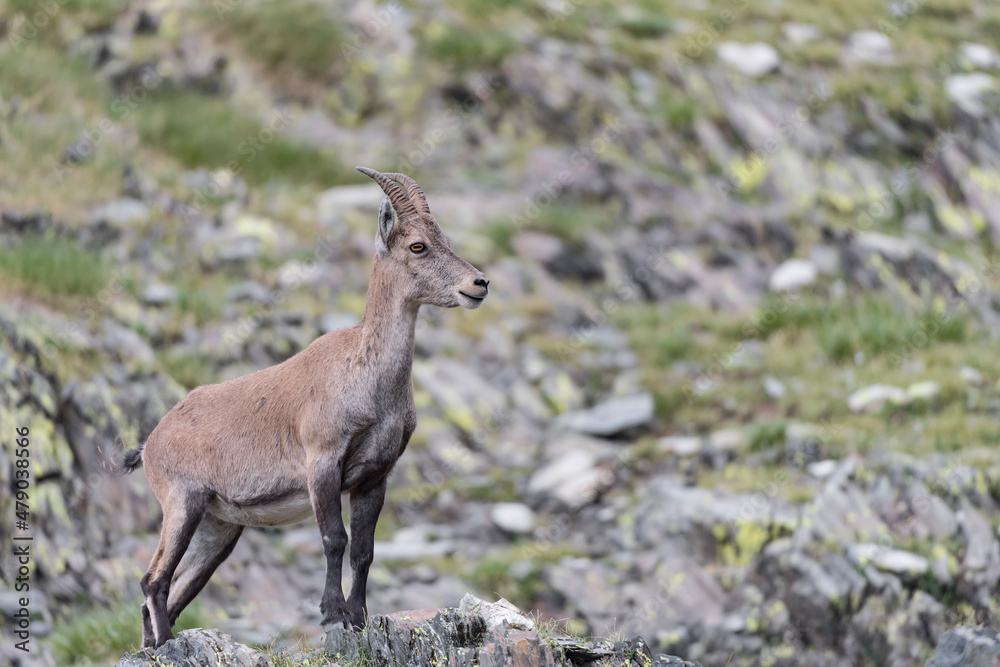 Portrait of Alpine ibex female in summer season (Capra ibex) Portrait of Alpine ibex female in summer season (Capra ibex)