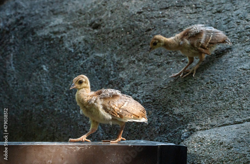 Peachicks or baby peacocks foraging in the rocks at a zoo in Chattanooga Tennessee. photo