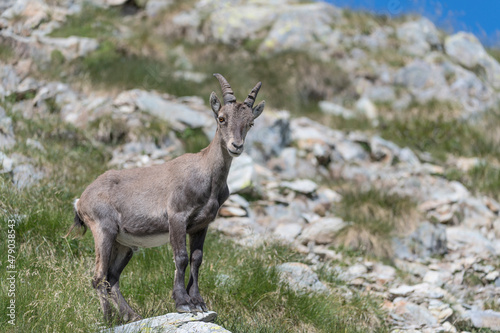 Isolated Ibex male in summer season, fine art portrait (Capra ibex)