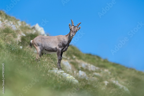 Young ibex male in summer season, fine art portrait (Capra ibex)