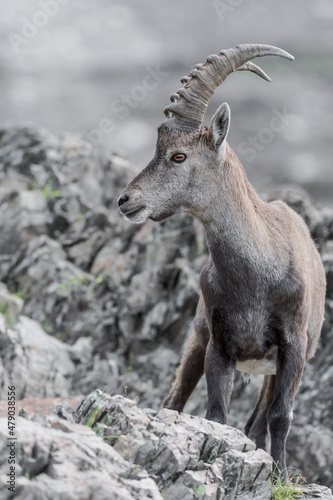 Fine art portrait of Alpine ibex male among the rocks  Capra ibex 