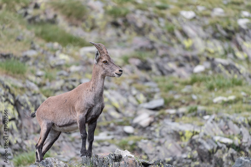 Portrait of Alpine ibex female in summer season  Capra ibex 