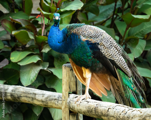 Male Peacock sitting on a fence on a path at a zoo located in Tennessee.