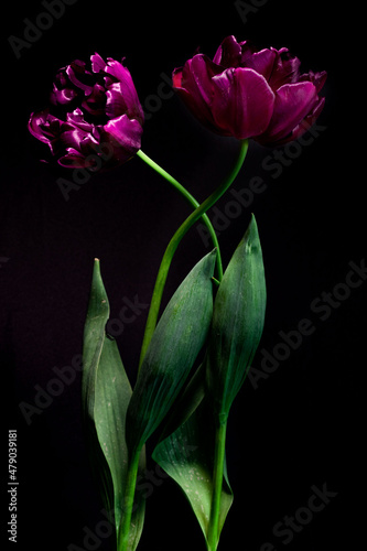 pink rose on black background #479039181