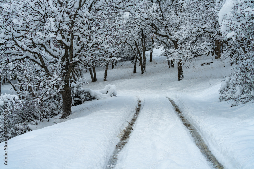 Fototapeta premium Snow Covered Road
