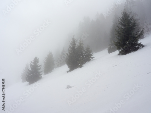 Hazy mountain slope with snow covered. A steep slope in the Pieniny Mountains with growing pines.