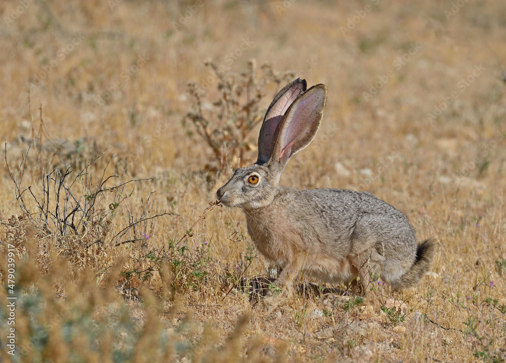 Fototapeta premium Young jack rabbit having a snack.