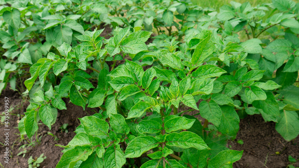 Green potatoes growing in the field. Potato bush in the garden, close-up. Green potatoes growing in the field. Potato bush in the garden, close-up.