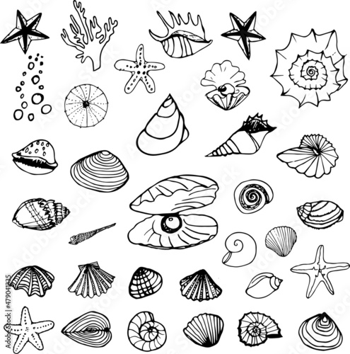Sea shells hand drawn set