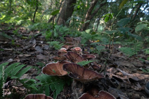 jungle mushroom