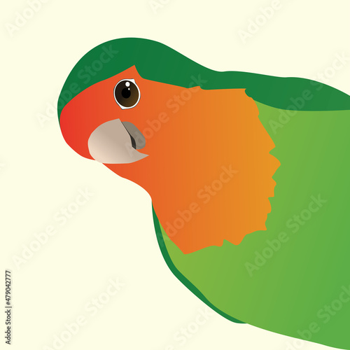 A vector drawing in color of a funny peach faced lovebird, also called a rosy faced lovebird. The green red bird looks from the right side of the picture as if he is peeking around the corner. He look