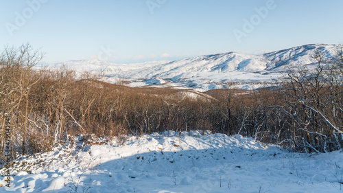 Bare trees in a mountain forest in winter season