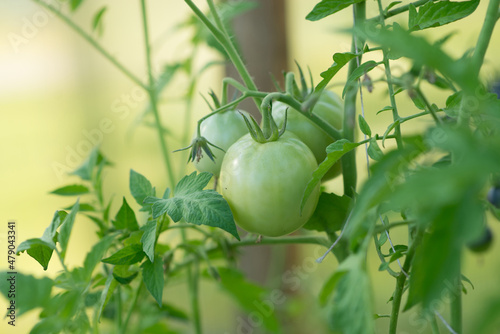 Growing tomatoes, green unripe tomato. Agricultural photo