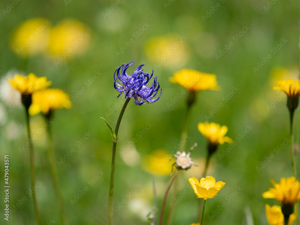 Obraz premium A flowering Phyteuma hemisphaericum in a meadow