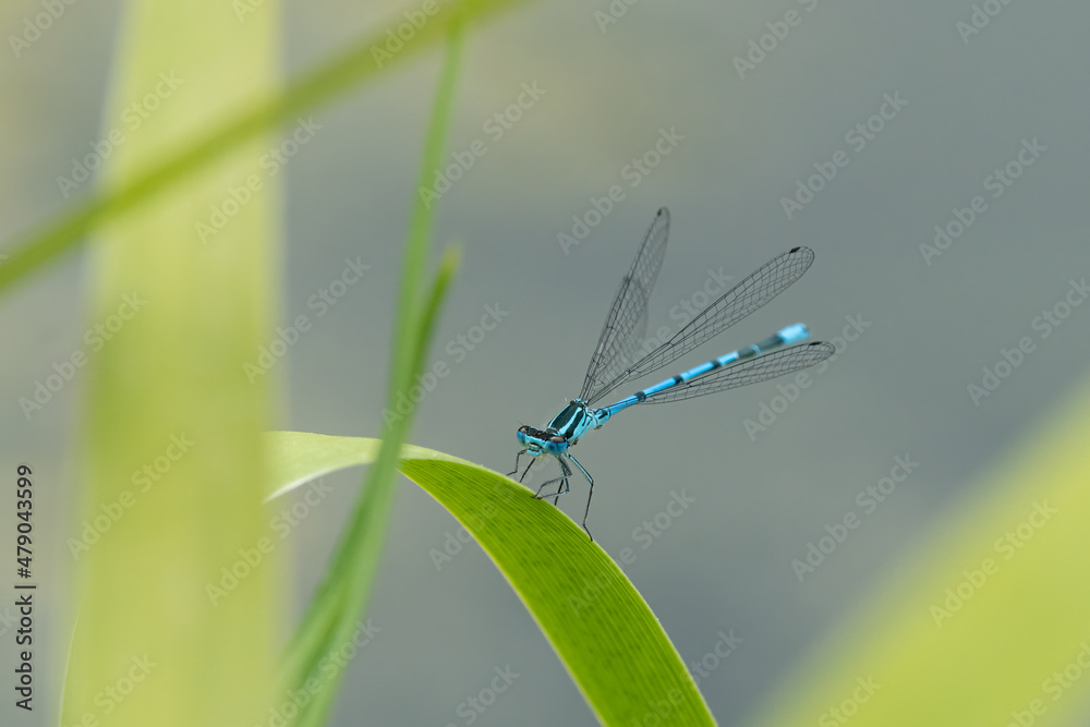 An azure damselfly resting on a green leaf An azure damselfly resting on a green leaf