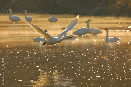 埼玉県比企郡川島町の越辺川の白鳥飛来地　飛び立つ白鳥 photo