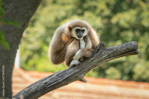 A male lar gibbon resting on a branch