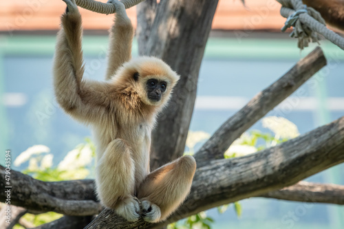 Canvastavla A young lar gibbon climbing on ropes